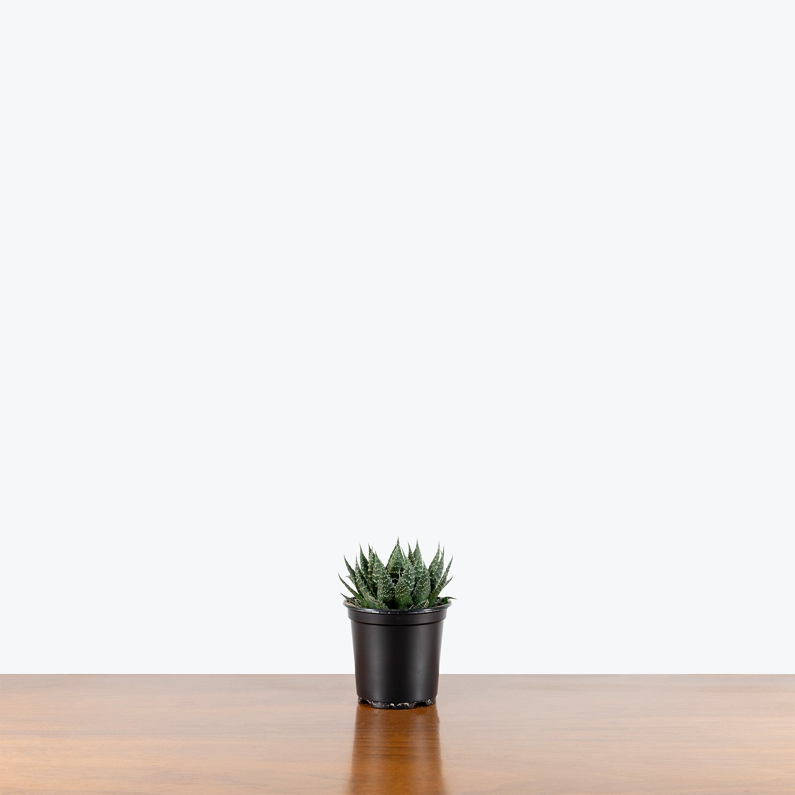 Aloe Aristata | Care Guide and Pro Tips - Delivery from Toronto across Canada - JOMO Studio