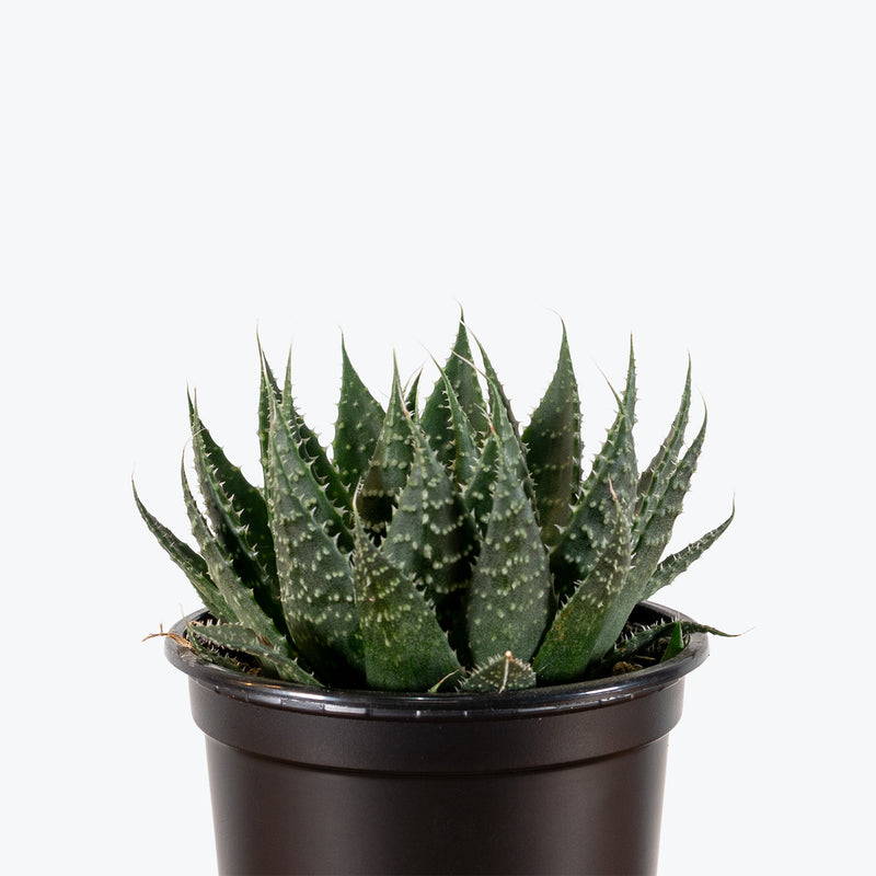 Aloe Aristata | Care Guide and Pro Tips - Delivery from Toronto across Canada - JOMO Studio