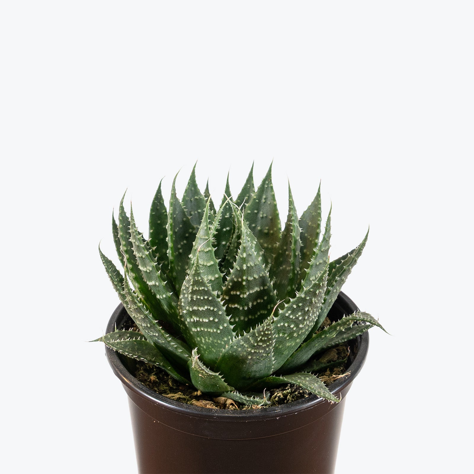 Aloe Aristata | Care Guide and Pro Tips - Delivery from Toronto across Canada - JOMO Studio