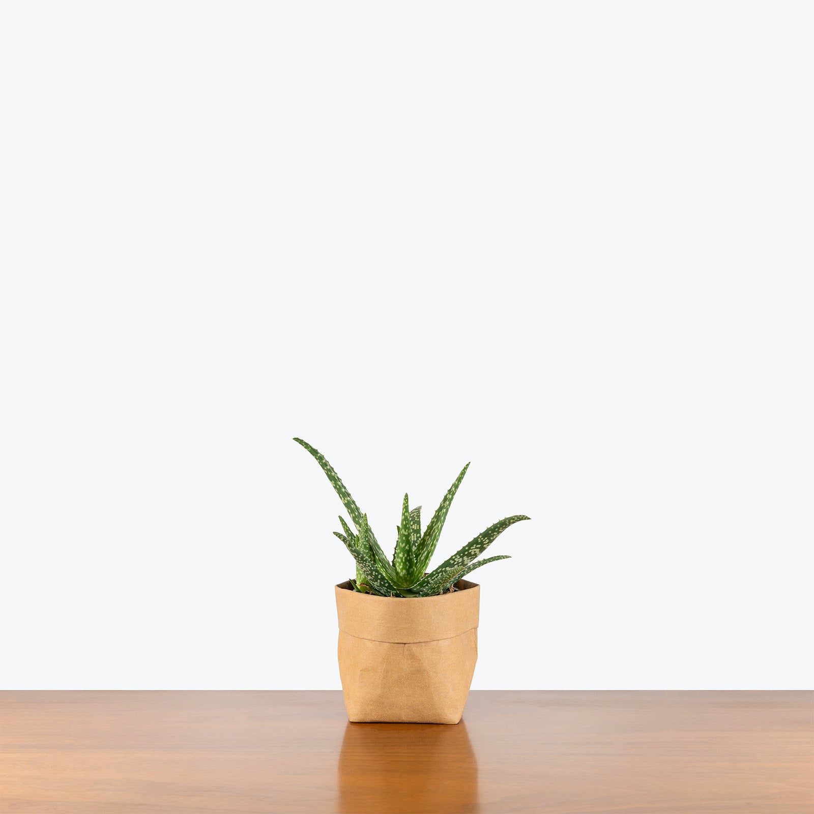 Aloe Medivera Tropical | Care Guide and Pro Tips - Delivery from Toronto across Canada - JOMO Studio