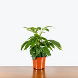 Alpine Umbrella Tree — 6" Pot