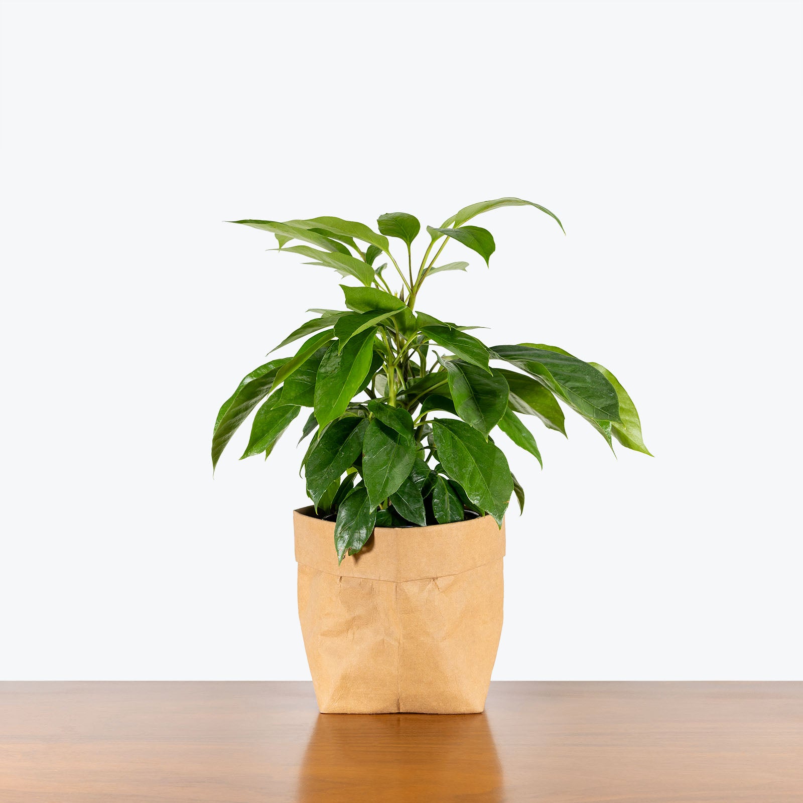 Schefflera Alpine - Alpine Umbrella Tree - House Plants Delivery Toronto - JOMO Studio