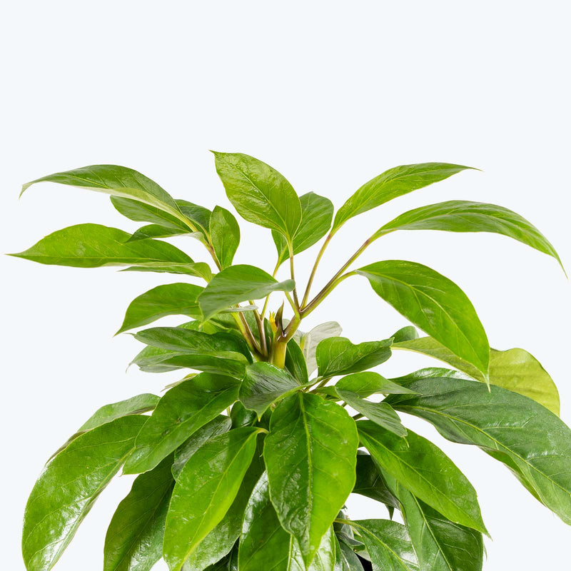 Schefflera Alpine - Alpine Umbrella Tree - House Plants Delivery Toronto - JOMO Studio