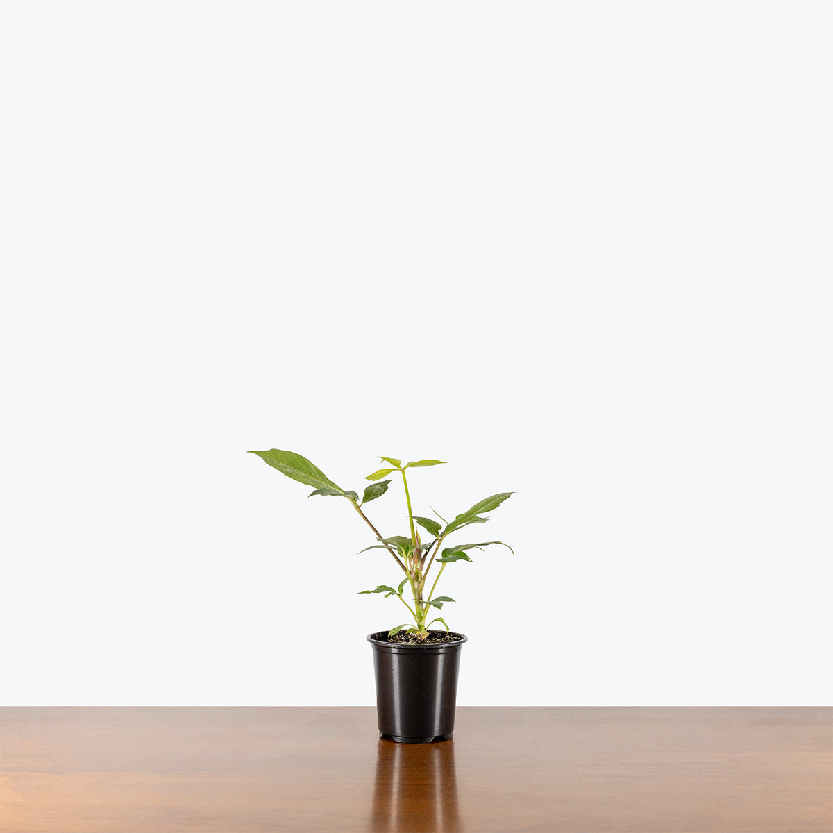 Schefflera Alpine | Alpine Umbrella Tree | Care Guide and Pro Tips - Delivery from Toronto across Canada - JOMO Studio