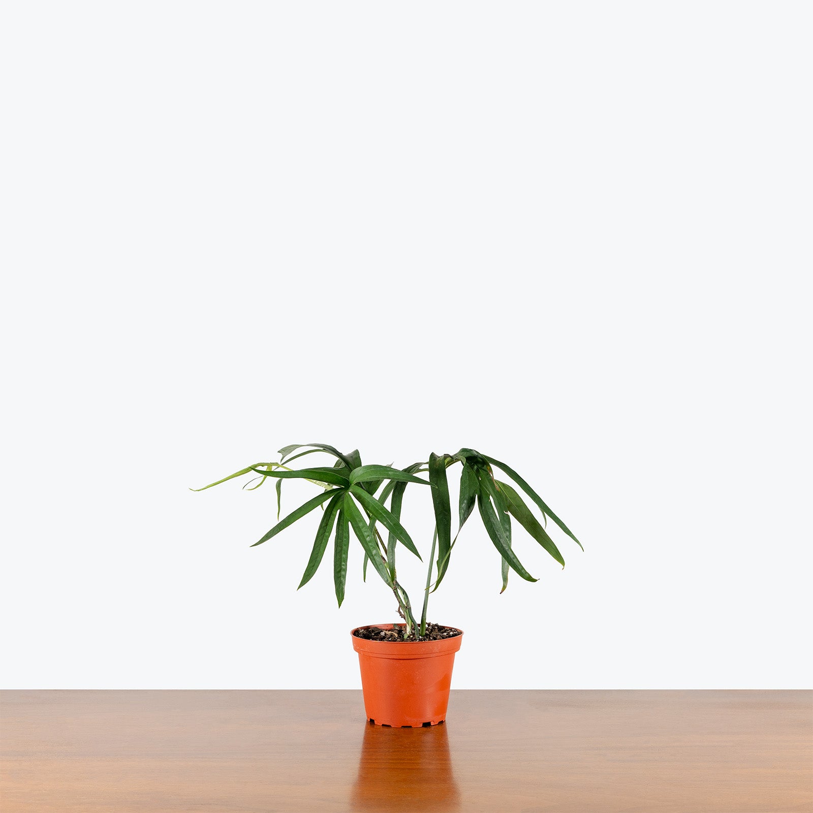 Amydrium Zippelianum | Care Guide and Pro Tips - Delivery from Toronto across Canada - JOMO Studio