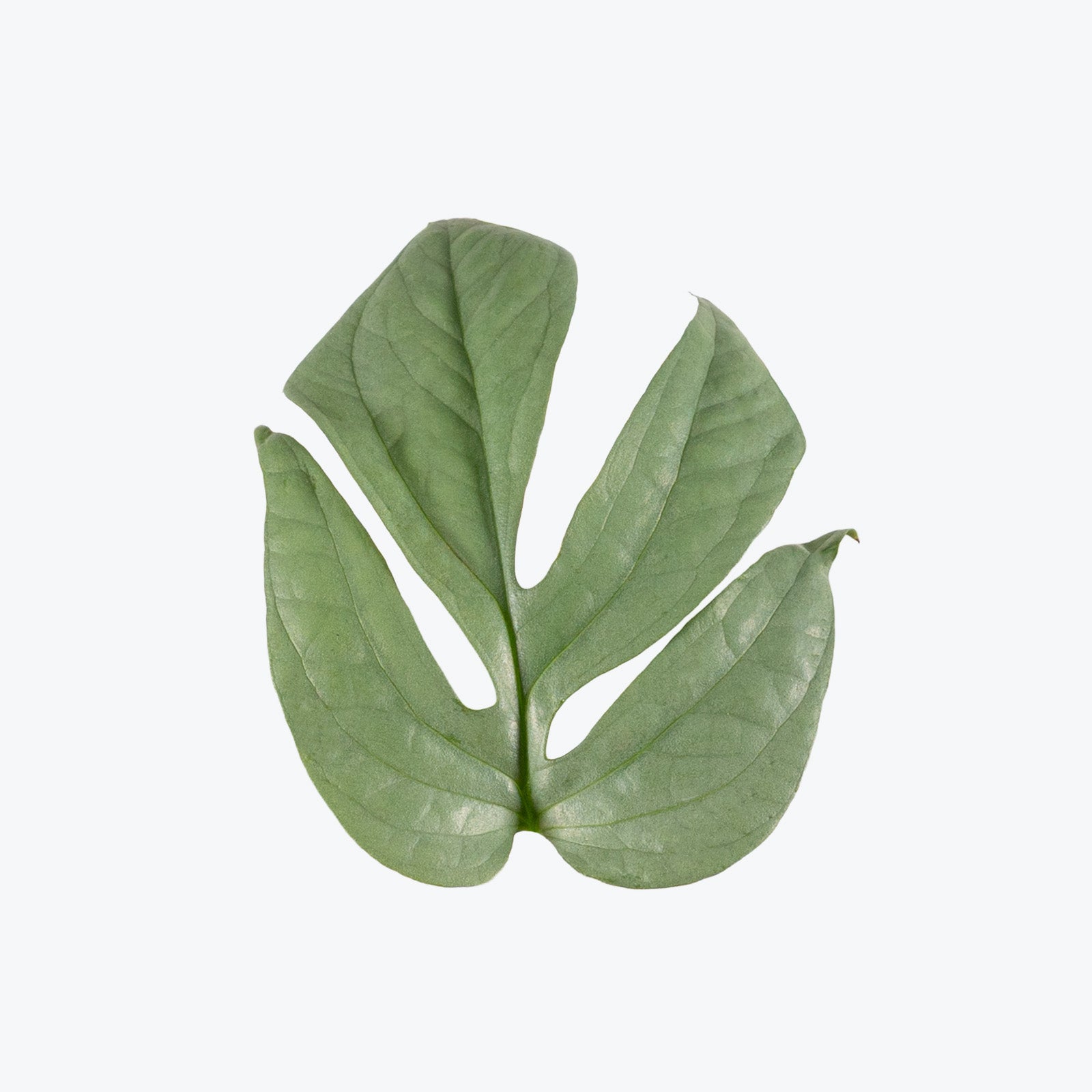 Amydrium Medium Silver | Care Guide and Pro Tips - Delivery from Toronto across Canada - JOMO Studio