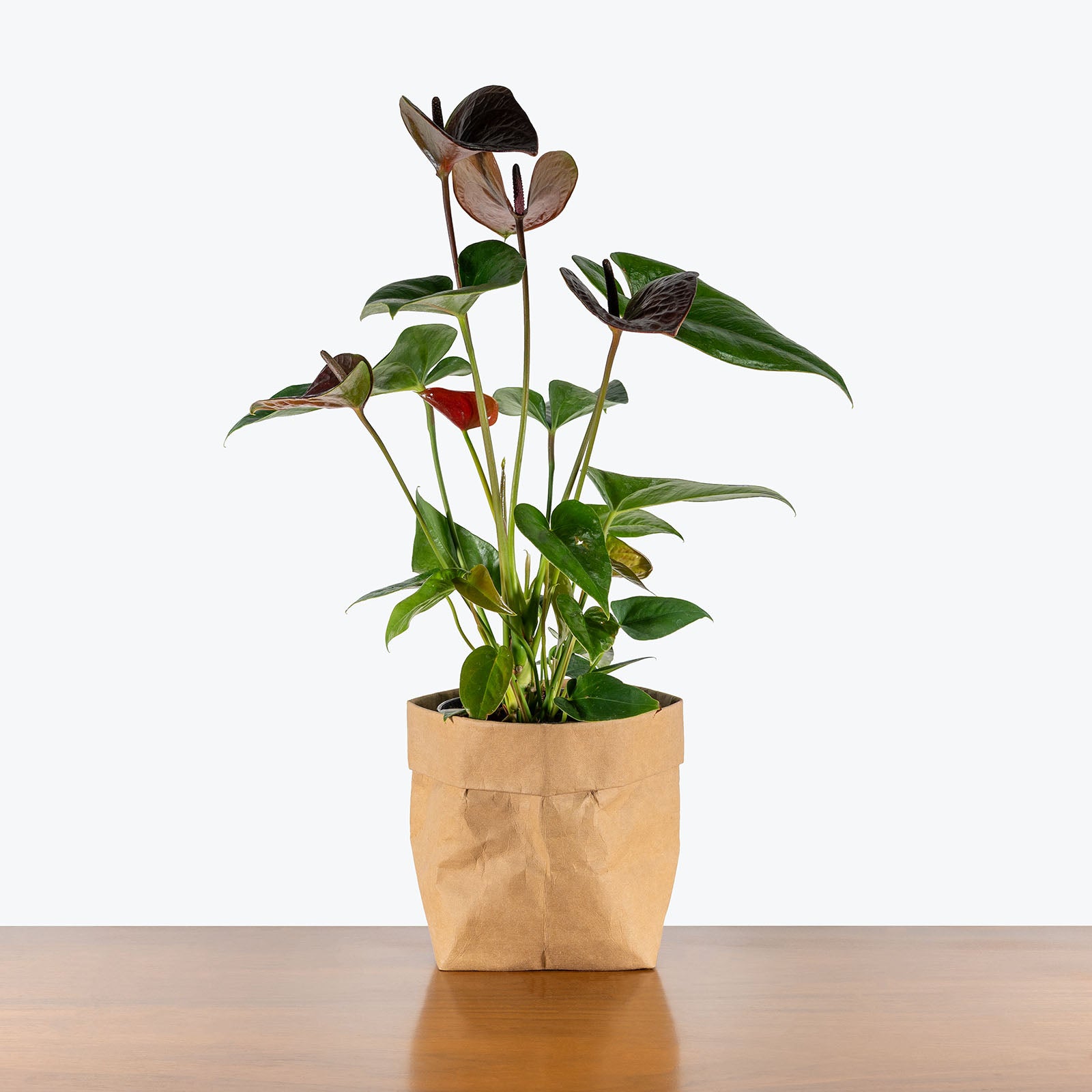 Anthurium Black | Care Guide and Pro Tips - Delivery from Toronto across Canada - JOMO Studio