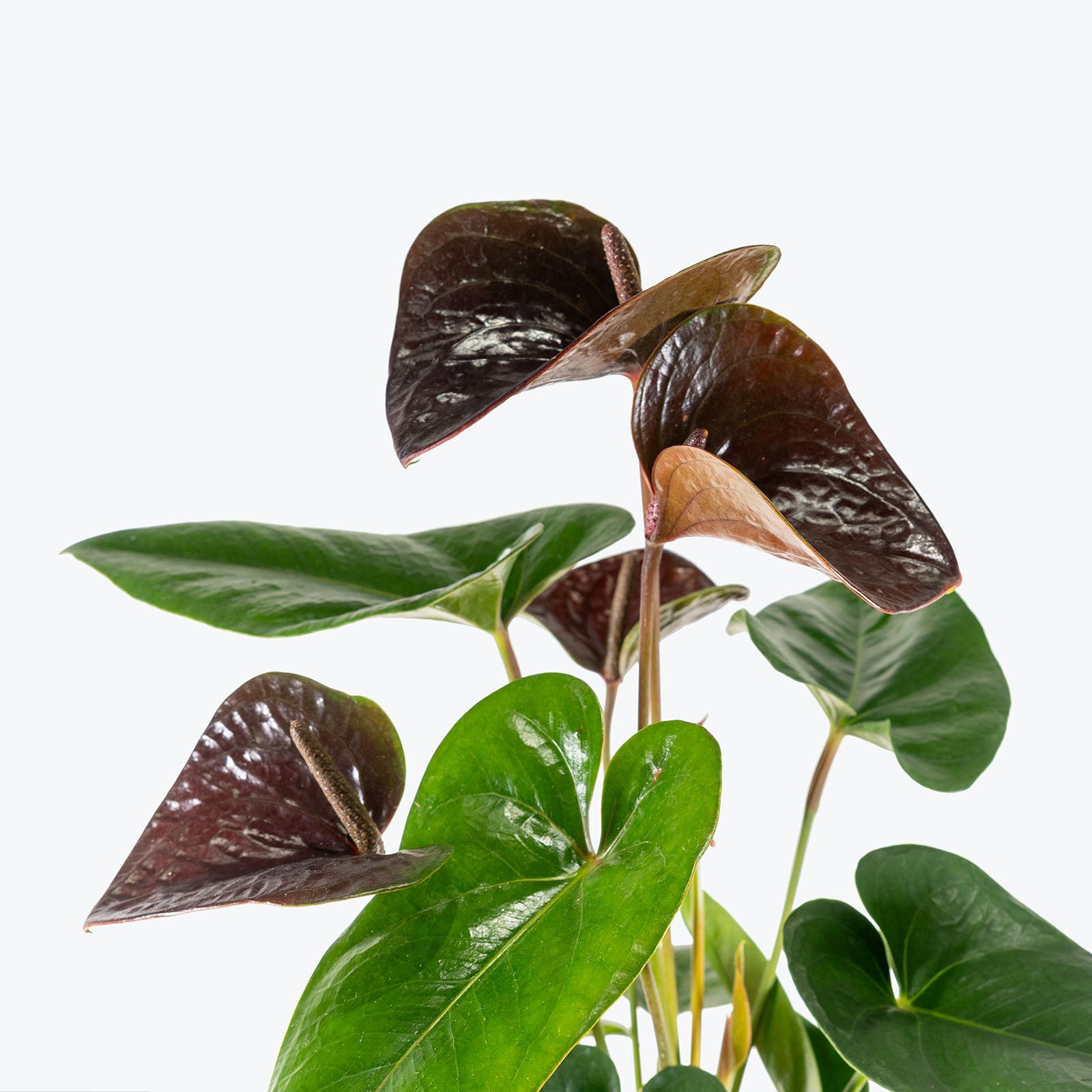 Anthurium Black | Care Guide and Pro Tips - Delivery from Toronto across Canada - JOMO Studio