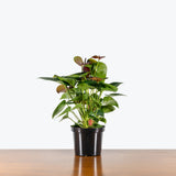 Anthurium Brown — 6" Pot