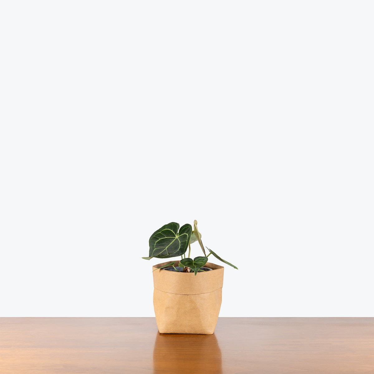 Anthurium Clarinervium Dark Form | Care Guide and Pro Tips - Delivery from Toronto across Canada - JOMO Studio