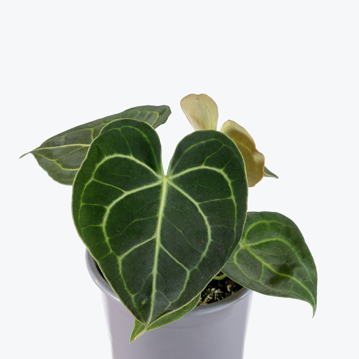 Anthurium Clarinervium Dark Form | Care Guide and Pro Tips - Delivery from Toronto across Canada - JOMO Studio
