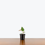 Anthurium Crystal Hope x Magnificum — 4" Pot