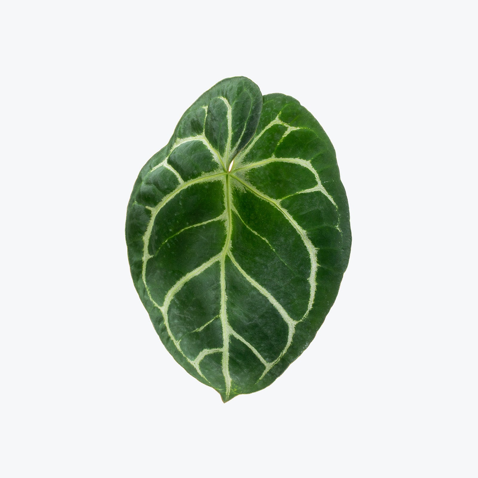 Anthurium Dorayaki | Indoor Tropical Plants & Houseplants for Delivery | Care Guide and Pro Tips