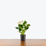 Anthurium Fantasia — 4" Pot