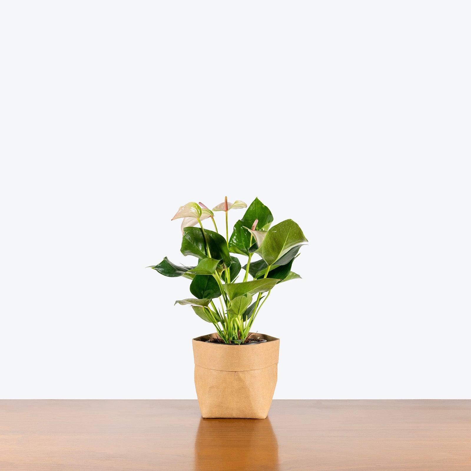 Anthurium Fantasia | Care Guide and Pro Tips - Delivery from Toronto across Canada - JOMO Studio