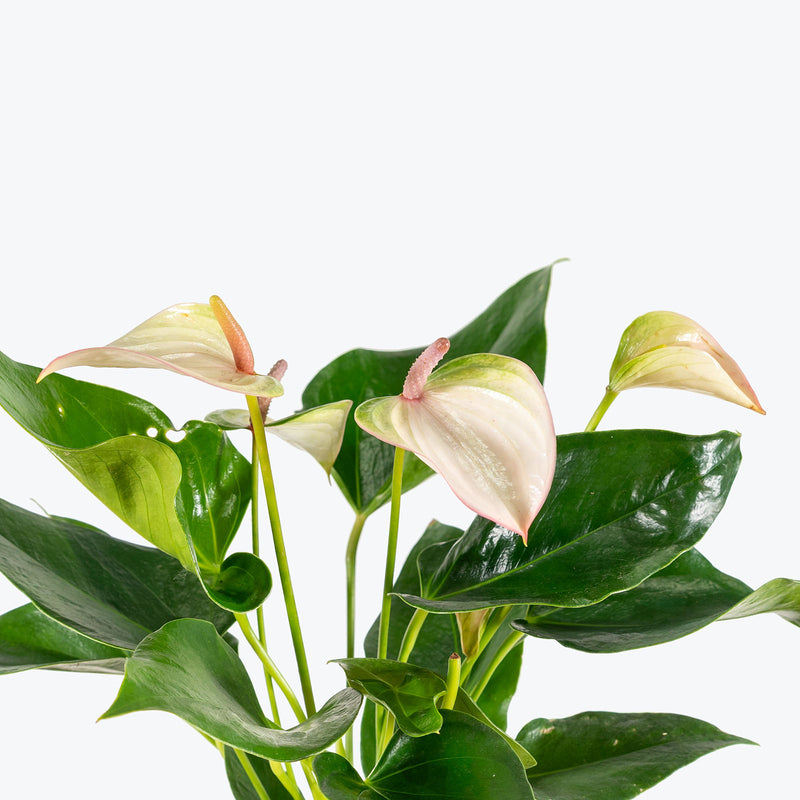 Anthurium Fantasia | Care Guide and Pro Tips - Delivery from Toronto across Canada - JOMO Studio