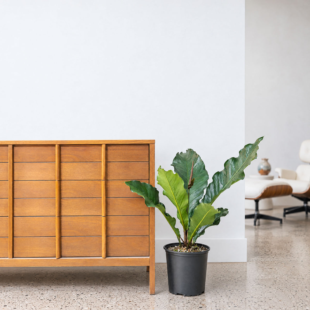 Anthurium Hookeri Dark Form | Care Guide and Pro Tips - Delivery from Toronto across Canada - JOMO Studio