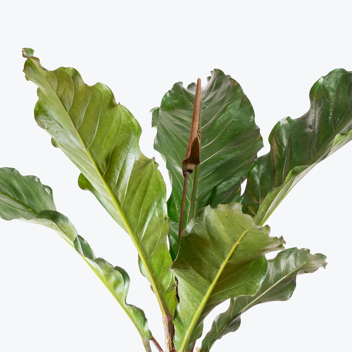 Anthurium Hookeri Dark Form | Care Guide and Pro Tips - Delivery from Toronto across Canada - JOMO Studio