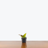 Anthurium Jenmanii Golden — 4" Pot