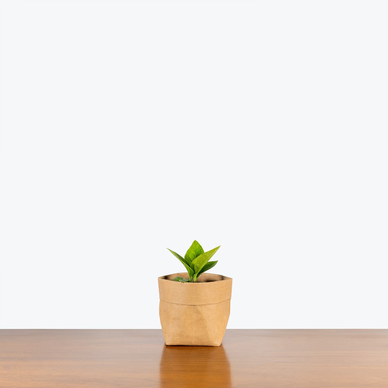 Anthurium Jenmanii Green Lady | Care Guide and Pro Tips - Delivery from Toronto across Canada - JOMO Studio