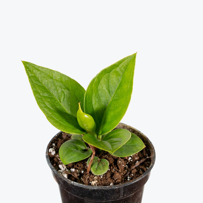 Anthurium Jenmanii Green Lady | Care Guide and Pro Tips - Delivery from Toronto across Canada - JOMO Studio