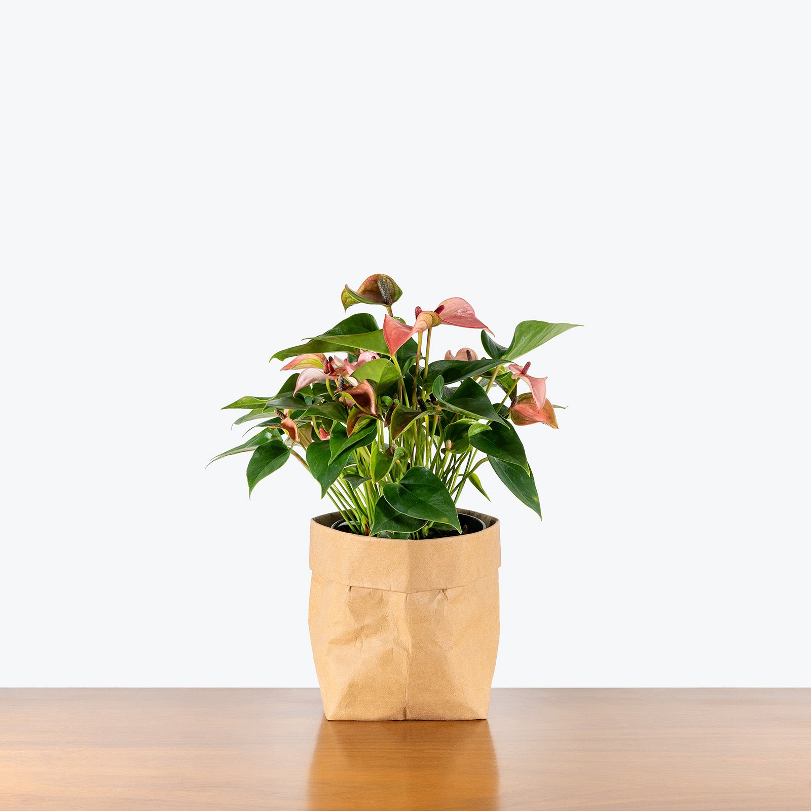Anthurium Joli Pink | Care Guide and Pro Tips - Delivery from Toronto across Canada - JOMO Studio
