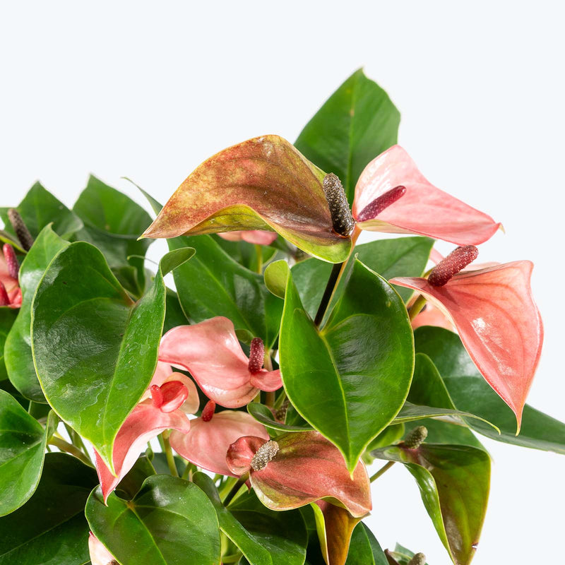 Anthurium Joli Pink | Care Guide and Pro Tips - Delivery from Toronto across Canada - JOMO Studio