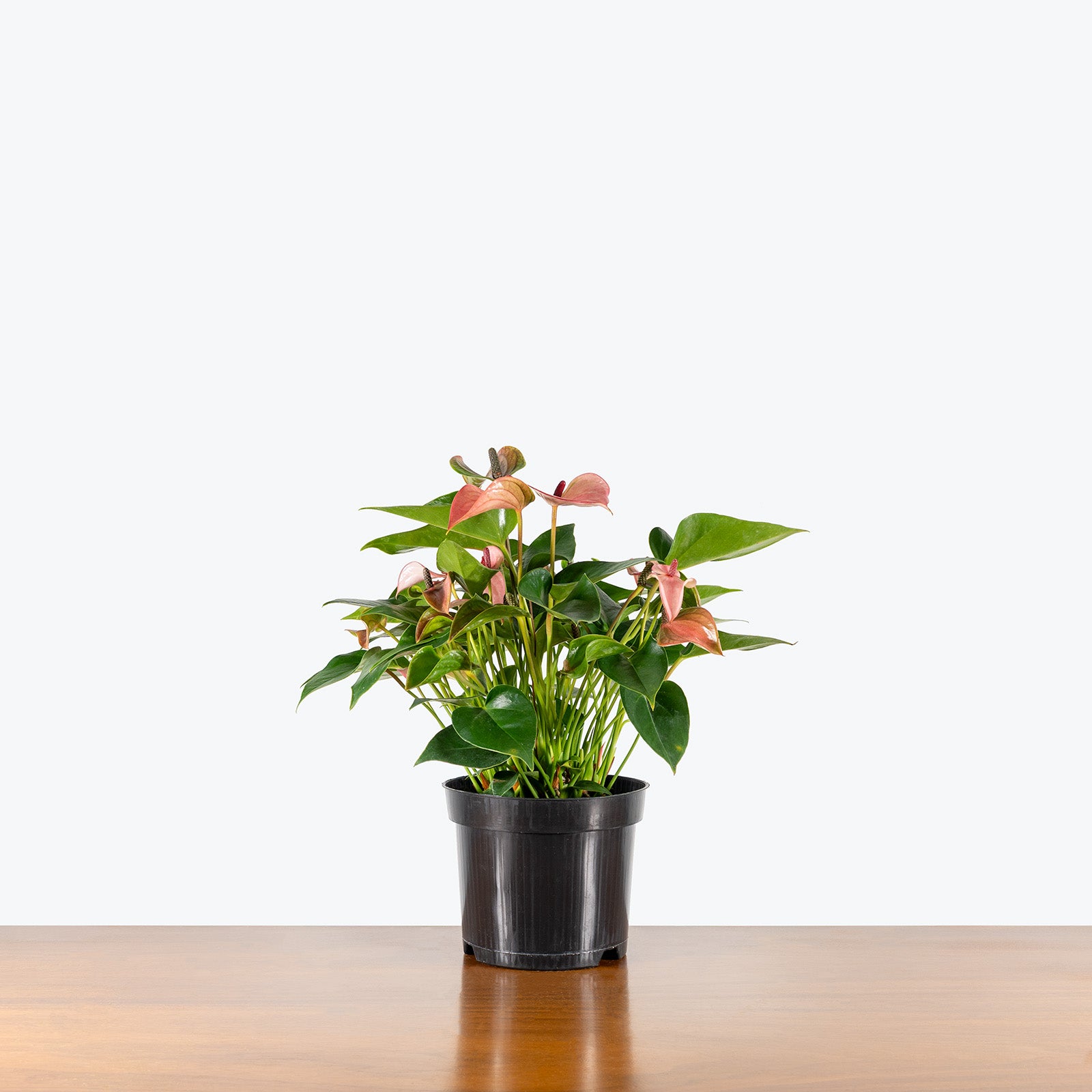 Anthurium Joli Pink | Care Guide and Pro Tips - Delivery from Toronto across Canada - JOMO Studio