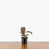 Anthurium Luxurians Dark Form — 4" Pot