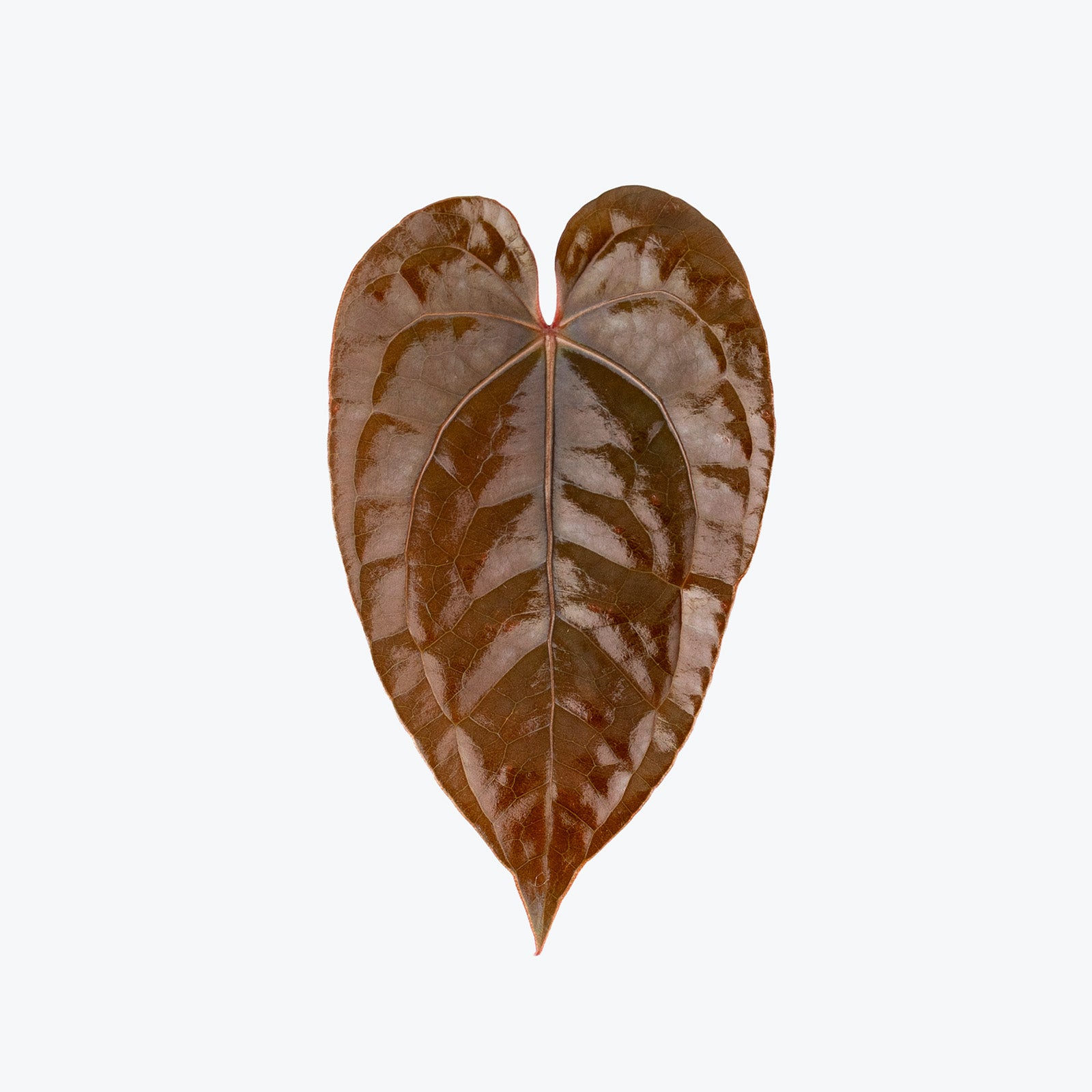 Anthurium Luxurians Dark Form | Care Guide and Pro Tips - Delivery from Toronto across Canada - JOMO Studio