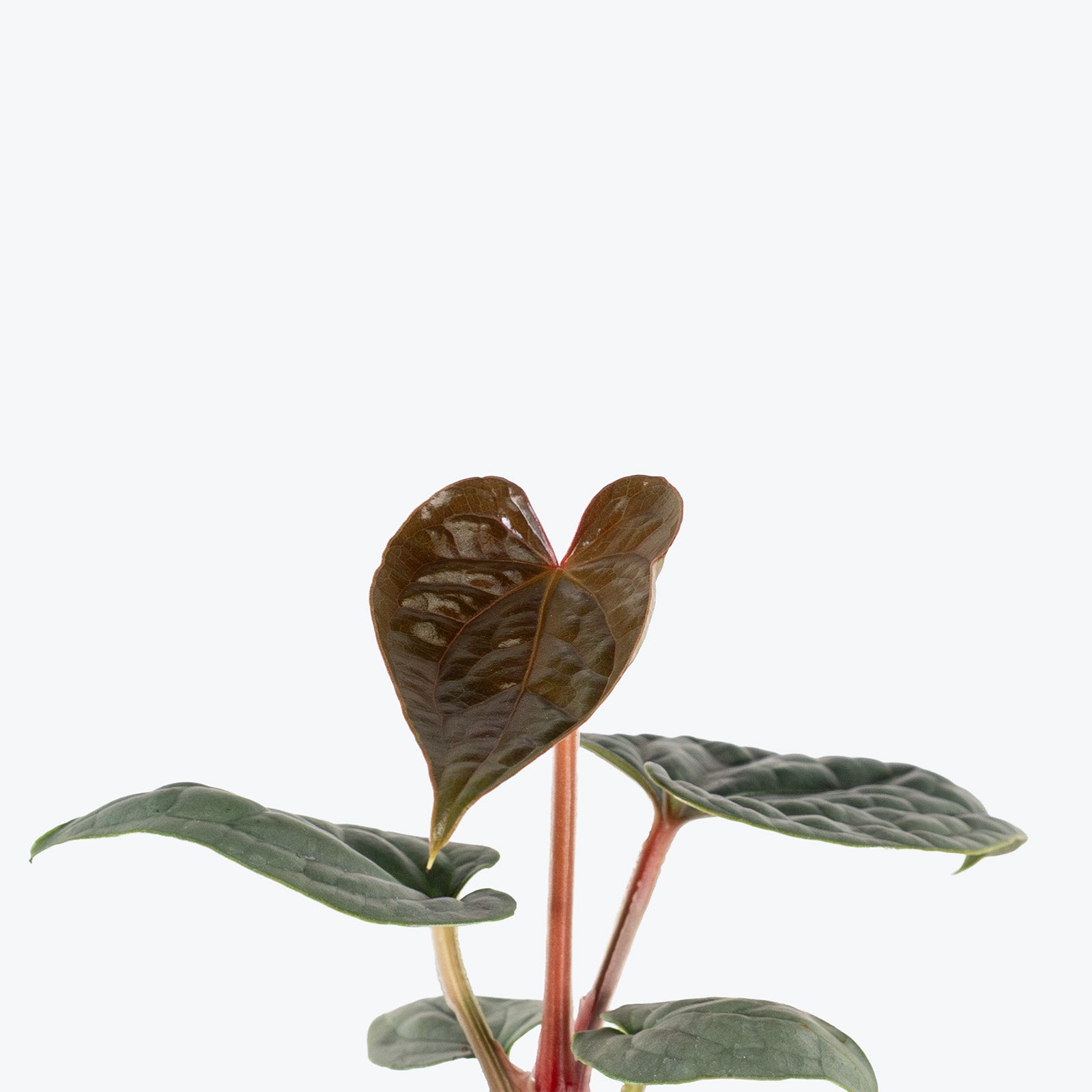 Anthurium Luxurians Platinum | Care Guide and Pro Tips - Delivery from Toronto across Canada - JOMO Studio