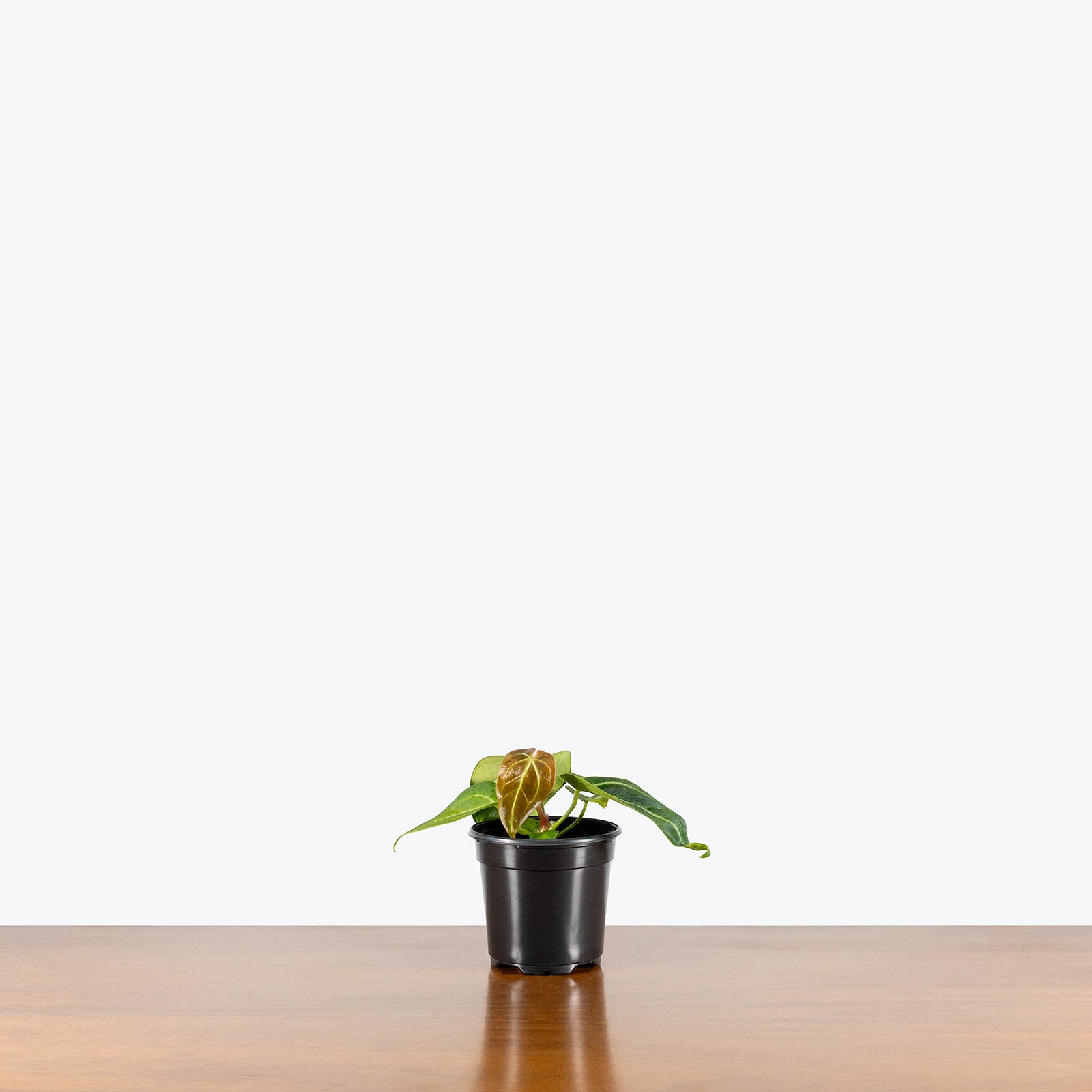 Anthurium Magnificum x Villenaorum | Care Guide and Pro Tips - Delivery from Toronto across Canada - JOMO Studio