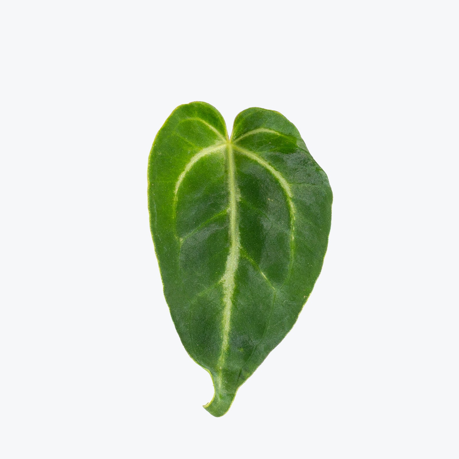 Anthurium Magnificum x Villenaorum | Care Guide and Pro Tips - Delivery from Toronto across Canada - JOMO Studio