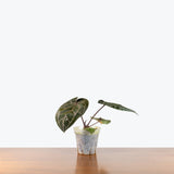 Anthurium Memoria Tim Anderson — 5" Pot (blemishes expected)