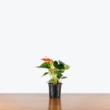 Anthurium Orange — 4" Pot