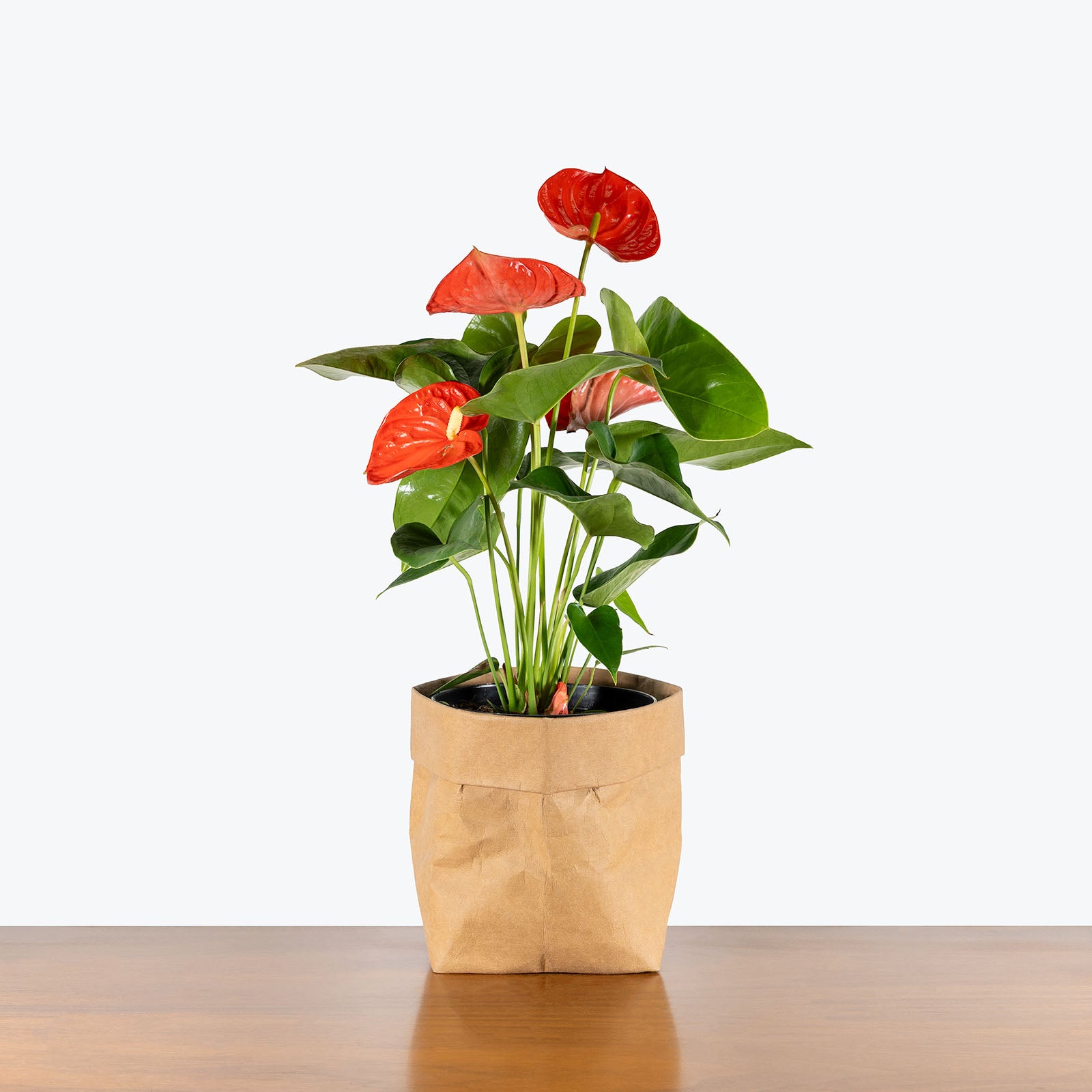 Anthurium Orange | Care Guide and Pro Tips - Delivery from Toronto across Canada - JOMO Studio