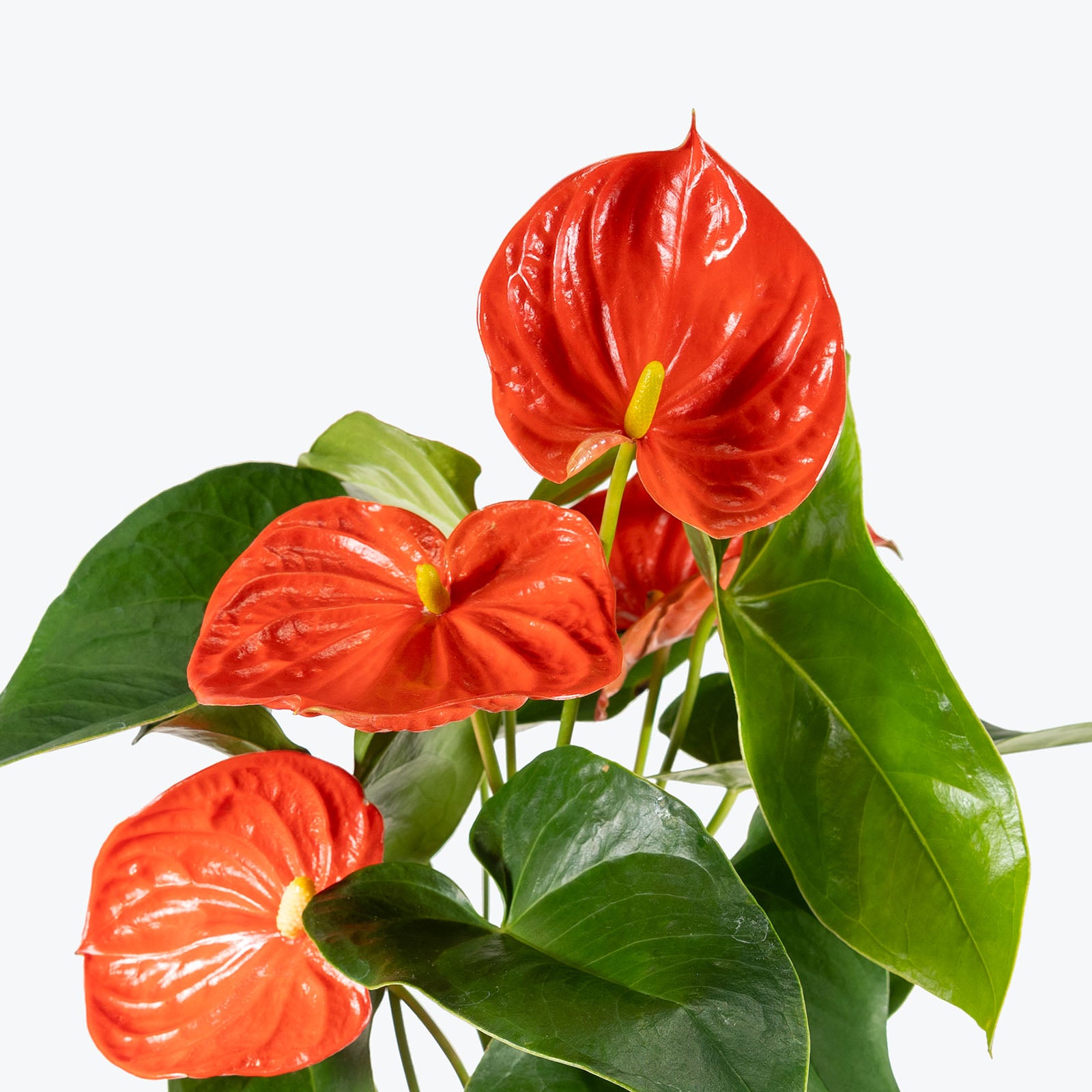 Anthurium Orange | Care Guide and Pro Tips - Delivery from Toronto across Canada - JOMO Studio