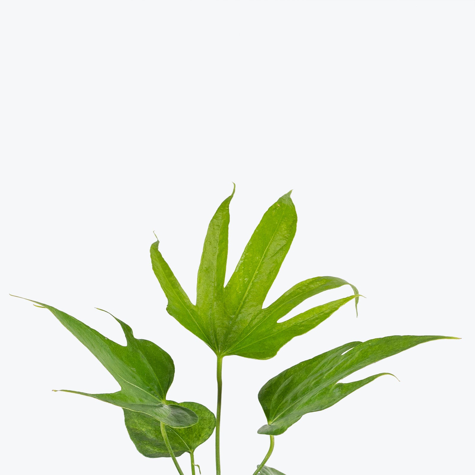 Anthurium Pedatoradiatum Fingers - House Plants Delivery Toronto - JOMO Studio