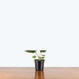 Anthurium Portillae — 4" Pot