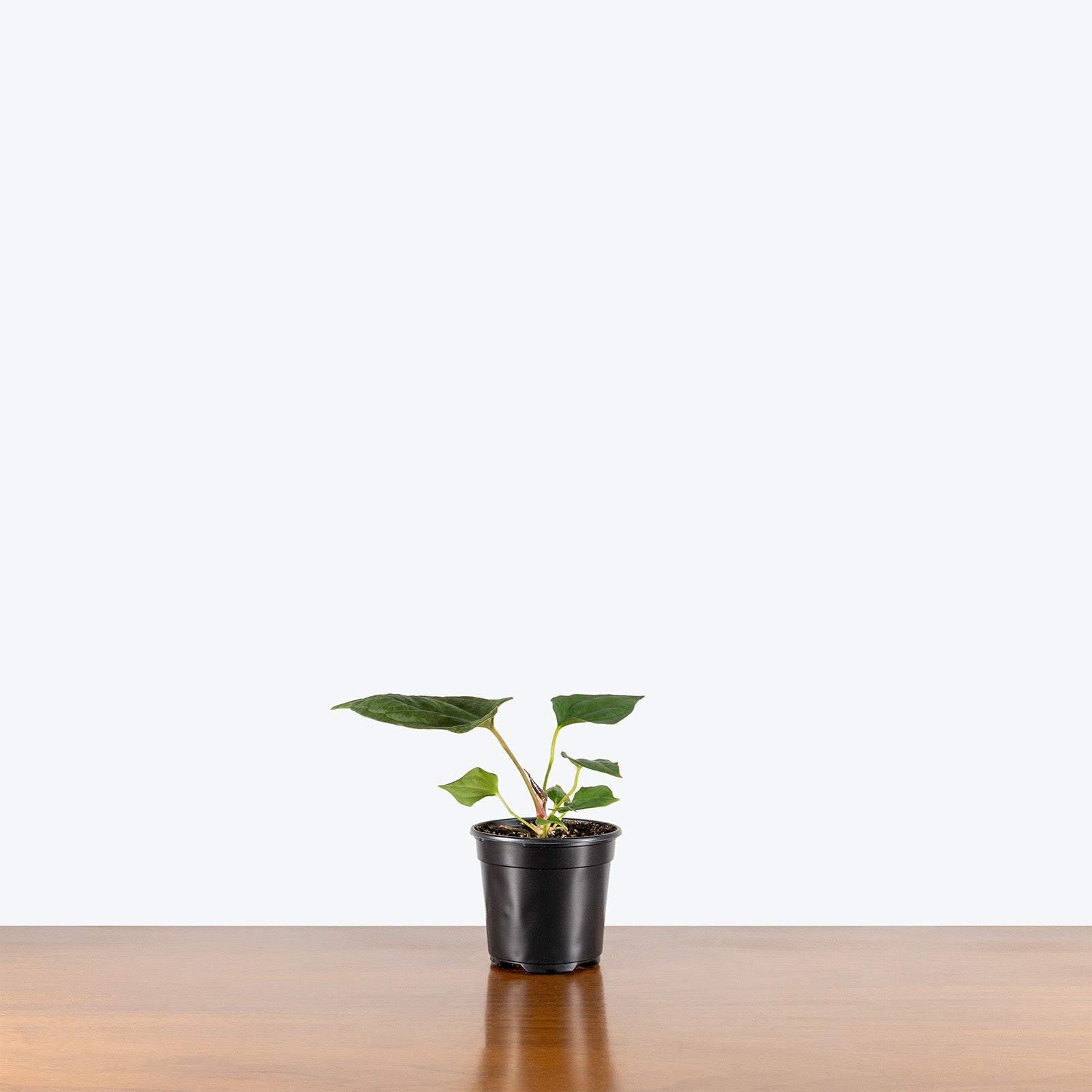 Anthurium Portillae | Rare Indoor Tropical Plants & Houseplants for Delivery | Care Guide and Pro Tips