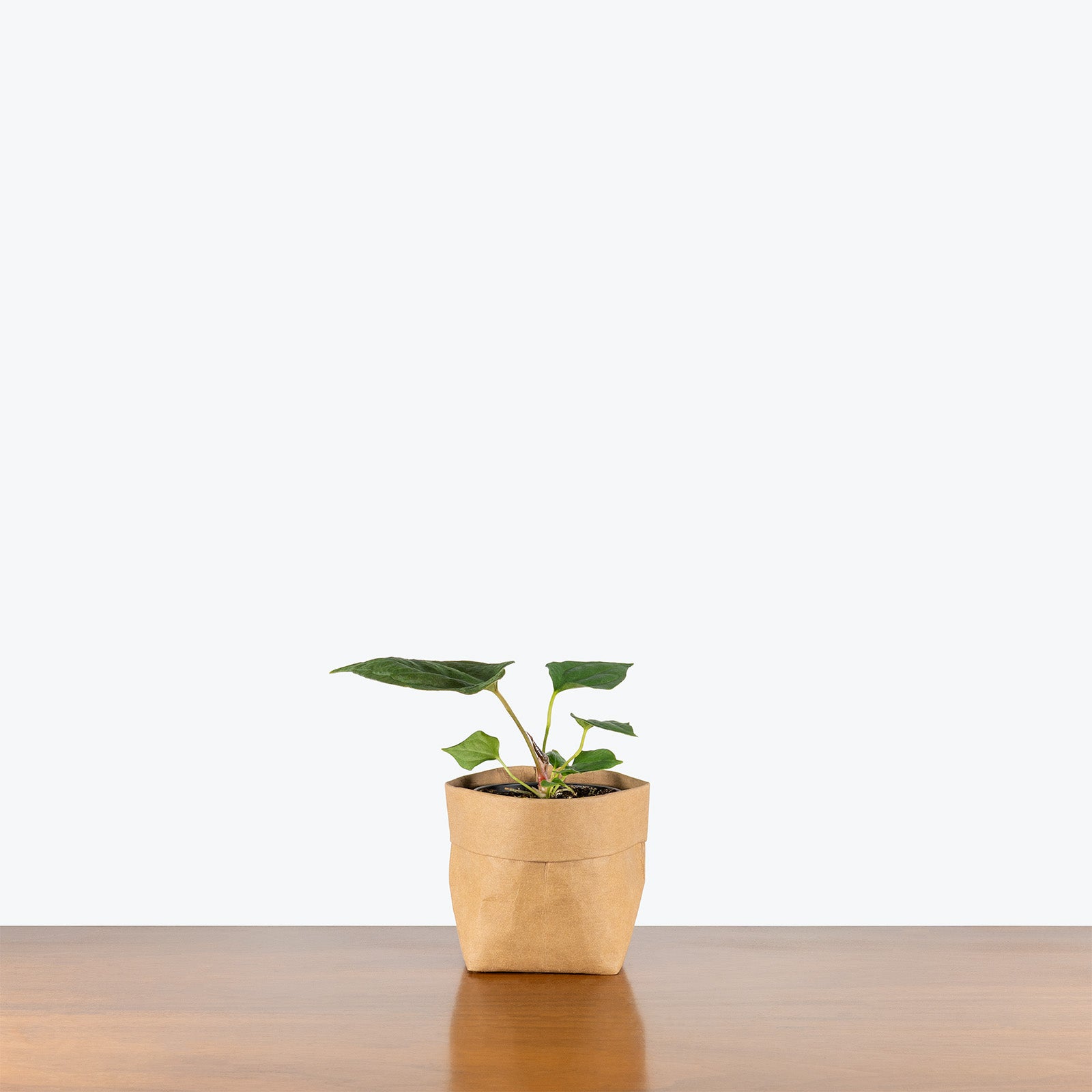 Anthurium Portillae | Rare Indoor Tropical Plants & Houseplants for Delivery | Care Guide and Pro Tips