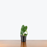Anthurium Queen of Hearts — 4" Pot (smaller than picture)