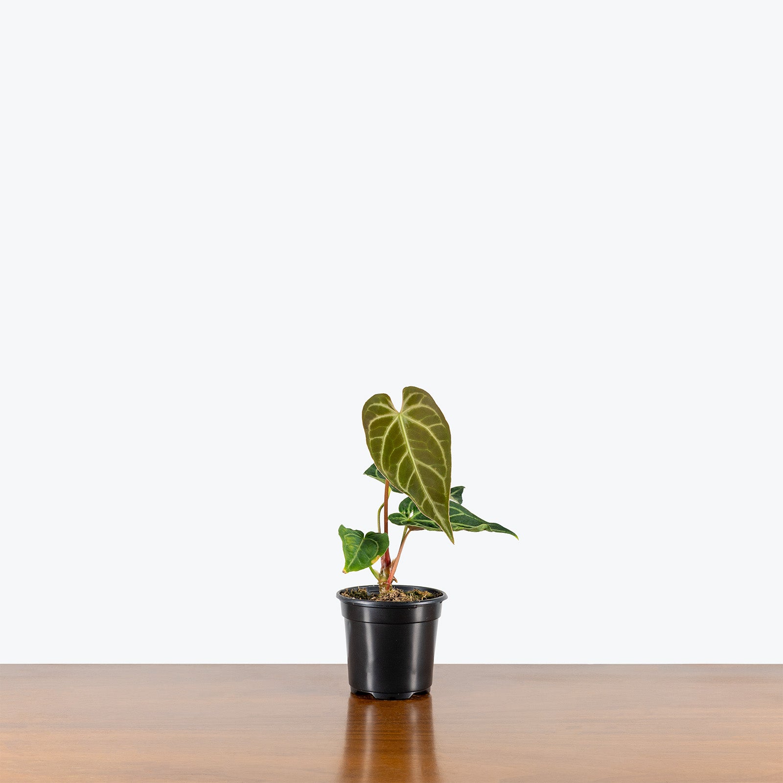 Anthurium Regale | Care Guide and Pro Tips - Delivery from Toronto across Canada - JOMO Studio