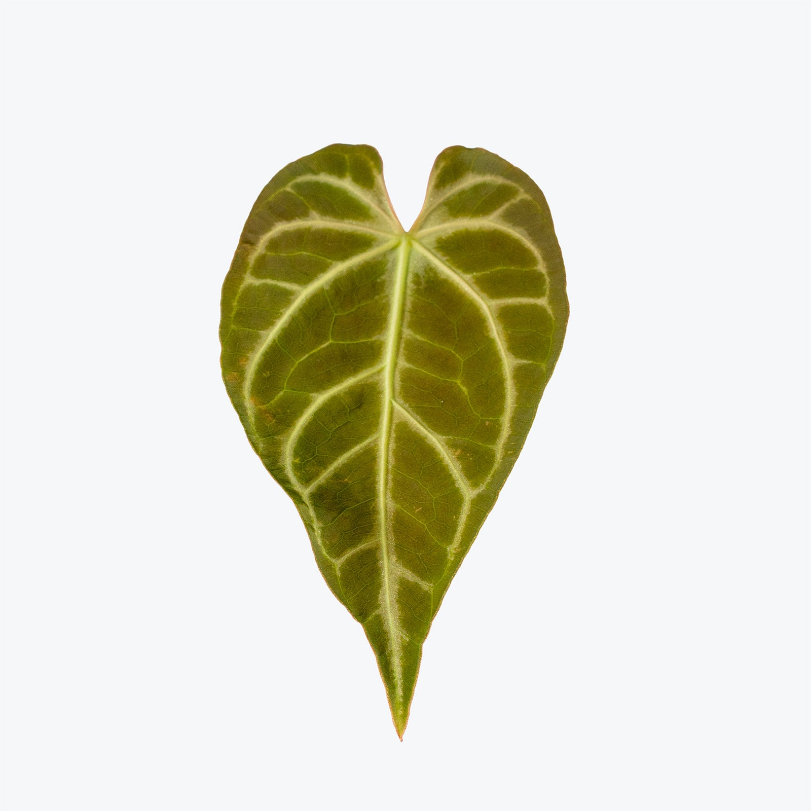 Anthurium Regale | Care Guide and Pro Tips - Delivery from Toronto across Canada - JOMO Studio
