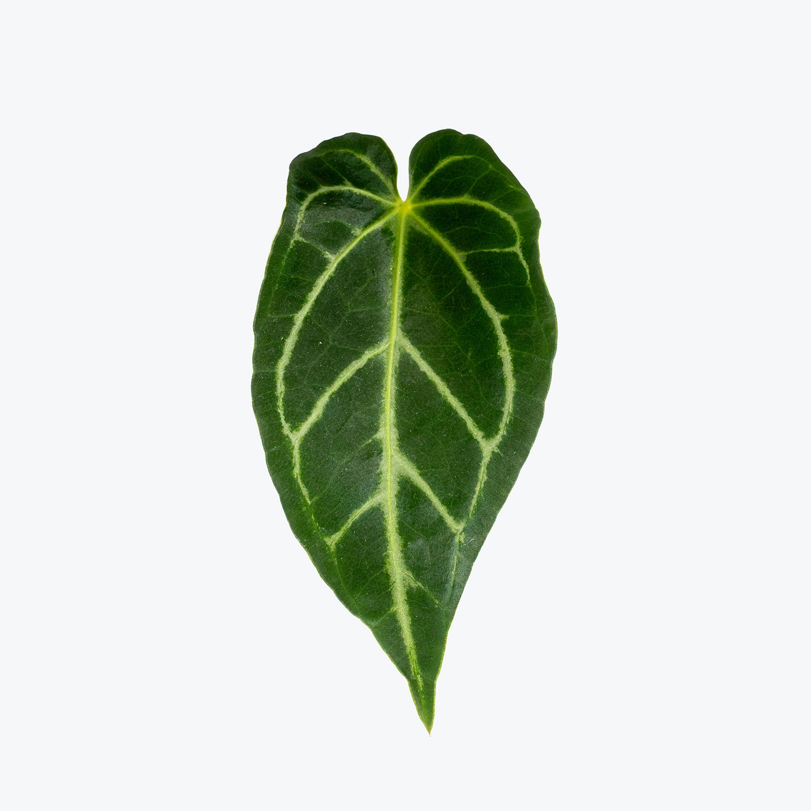 Anthurium Regale | Care Guide and Pro Tips - Delivery from Toronto across Canada - JOMO Studio