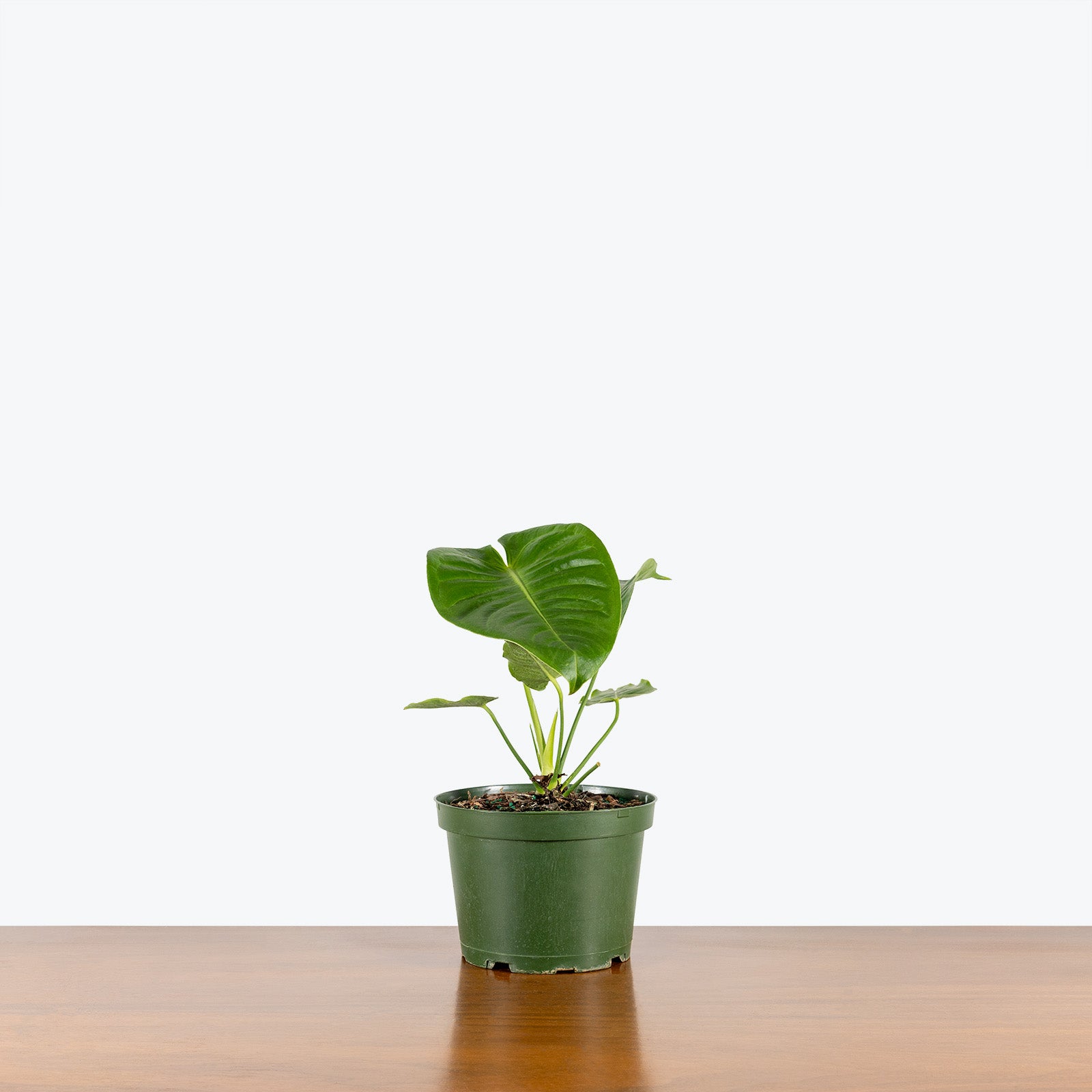 Anthurium Veitchii - House Plants Delivery Toronto - JOMO Studio