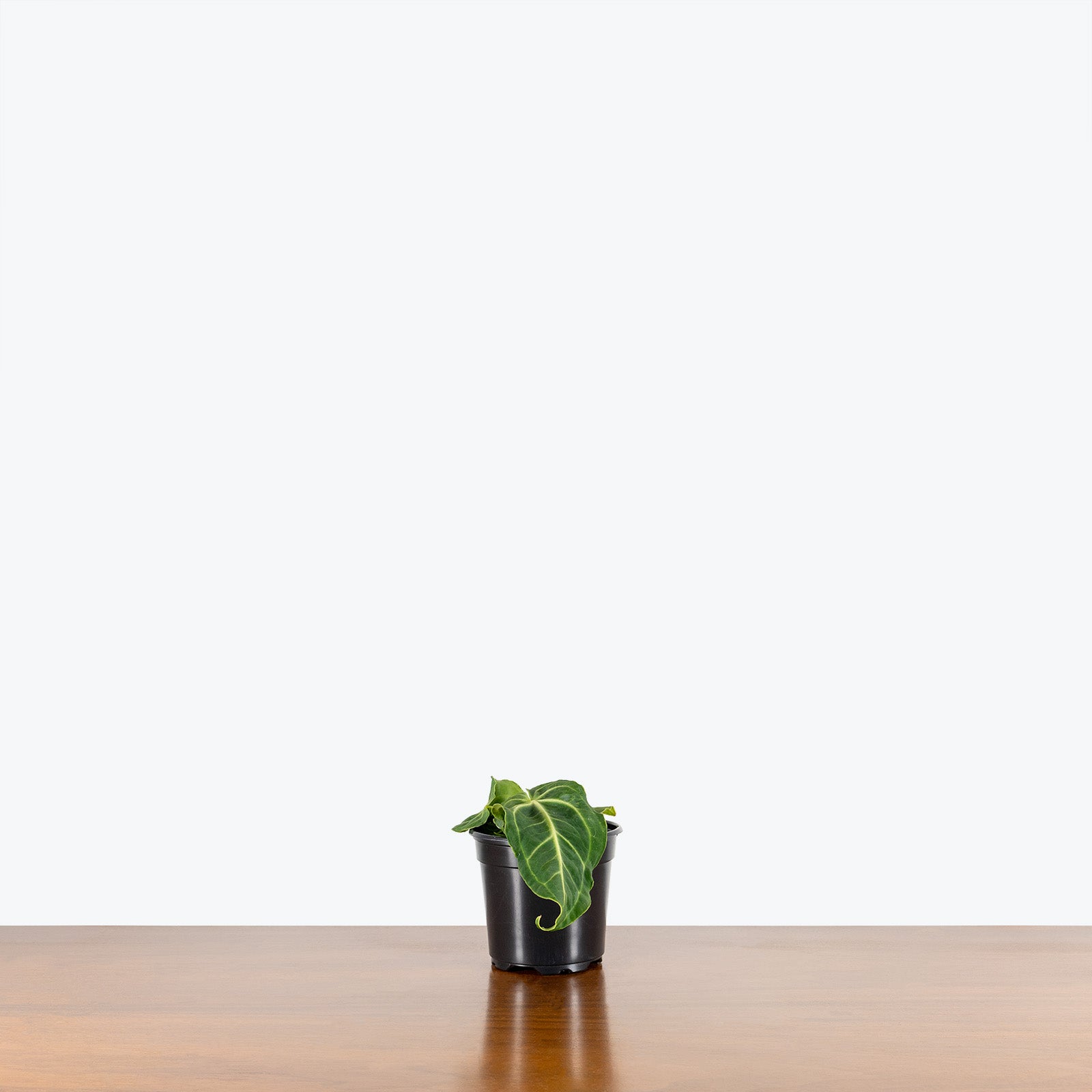 Anthurium Villenaorum - House Plants Delivery Toronto - JOMO Studio