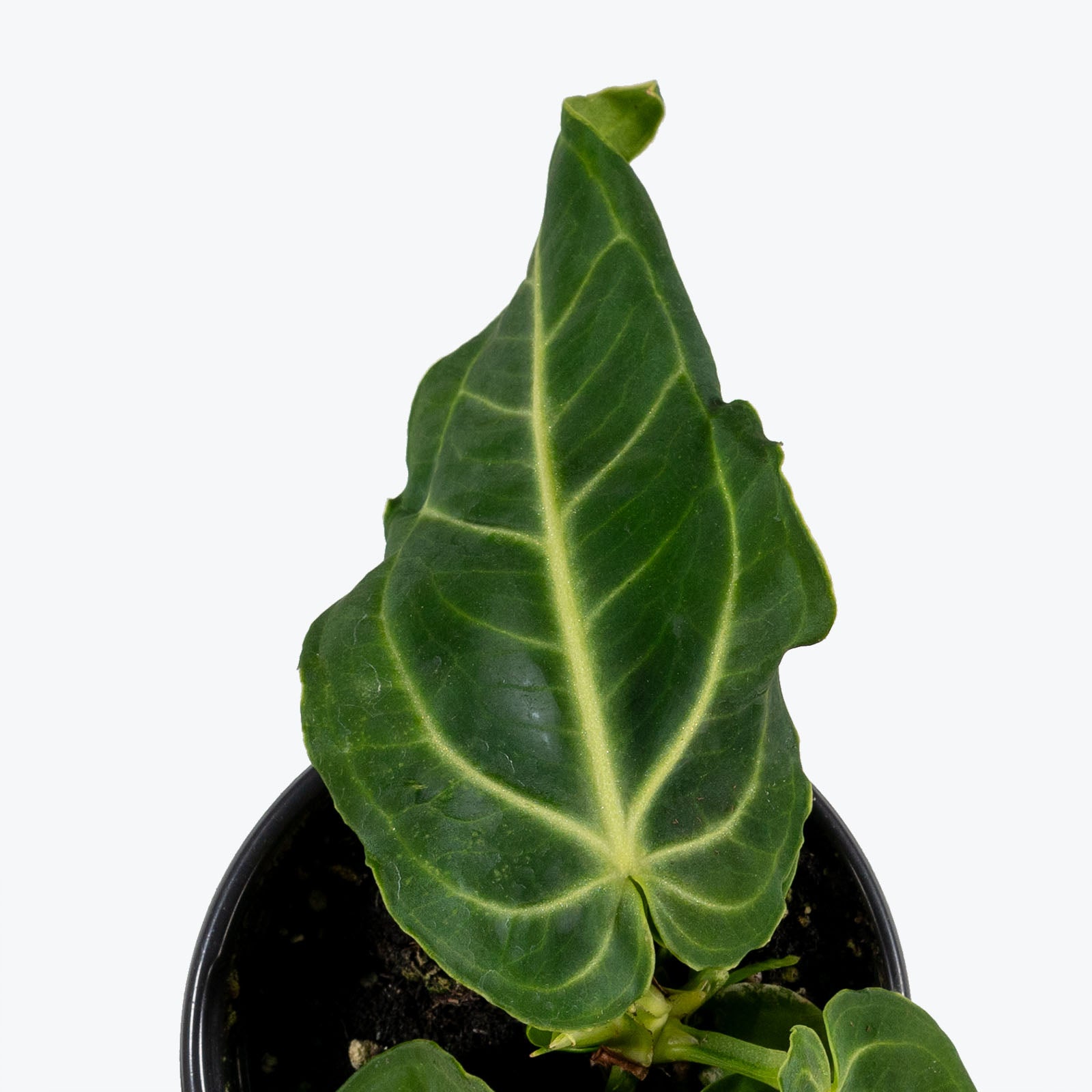 Anthurium Villenaorum - House Plants Delivery Toronto - JOMO Studio