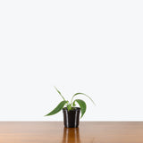 Anthurium Vittarifolium — 4" Pot