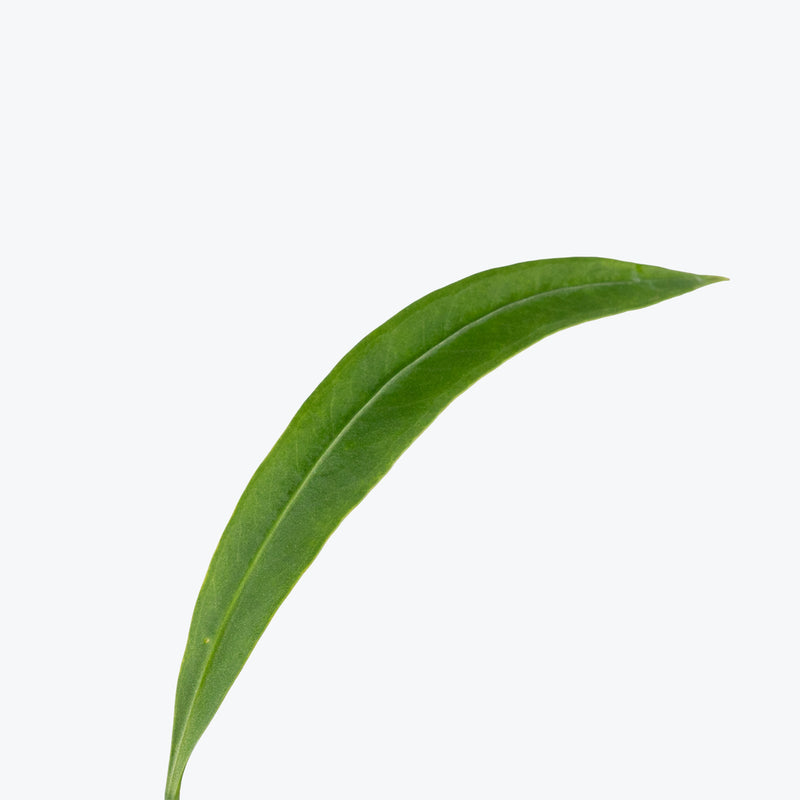 Anthurium Vittarifolium | Rare Indoor Tropical Plants & Houseplants for Delivery | Care Guide and Pro Tips